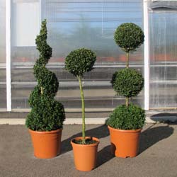 Buxus decoration